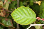 Green alder <BR>Mountain alder